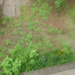 Garden-pic